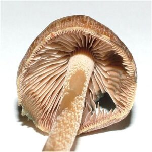 Psilocybe Aucklandiae