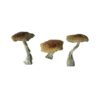 Psilocybe Aztecorum