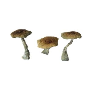 Psilocybe Aztecorum